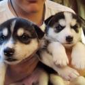 Husky Puppies-Fawn Grey&White Reg With Blue Eyes