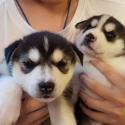 Husky Puppies-Fawn Grey&White Reg With Blue Eyes