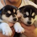 Husky Puppies-Fawn Grey&White Reg With Blue Eyes